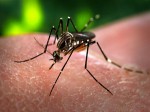 Vi rút Zika gây tật đầu nhỏ đe doạ thế giới như thế nào?