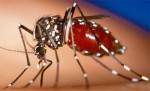 Bộ Y tế thừa nhận hóa chất diệt muỗi nghi ngờ gây teo não được nhập về Việt Nam