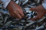 Chất cực độc trong 30 tấn cá nục đông lạnh ở Quảng Trị tác hại thế nào?