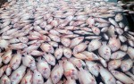 Quảng Bình: Dân hoang mang sau khuyến cáo "không sử dụng một số loại hải sản"