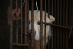 Quốc gia đầu tiên ở Châu Á cấm ăn thịt chó: Phạt 186 triệu đồng cho 1 lần vi phạm