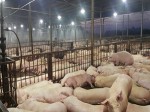 TP.HCM: Gần 5.000 con lợn bị tiêm thuốc an thần ngủ li bì trước khi giết mổ