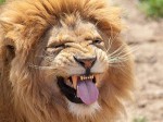 Kenya bắt người Việt sở hữu nhiều răng và móng vuốt sư tử