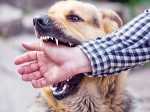 Những ca tử vong vì chó dại cắn: Khi phát bệnh cũng là lúc đối diện với cái chết, chỉ có 1 cách duy nhất để phòng ngừa