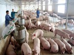 Giá lợn 30.000/kg, 'khủng hoảng lịch sử' một lần nữa lặp lại